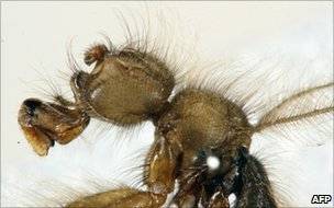 Terrible hairy fly.jpg