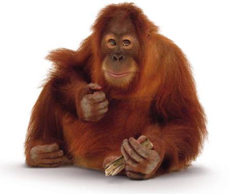 orangutan-image-900.jpg