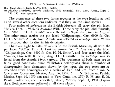 Phthiria dolorosa Williston 1901.bmp