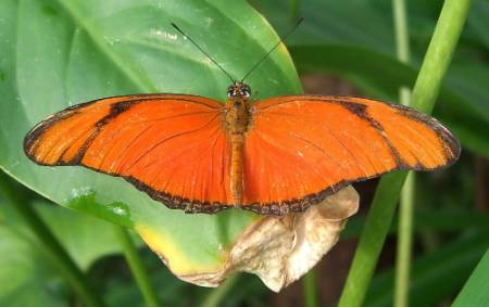 Dryas-iulia-Julia-butterfly-1000.jpg