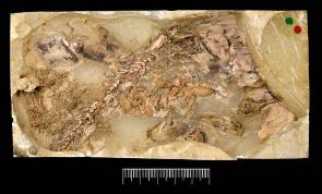 pregnant-fossil-fish-1000.jpg