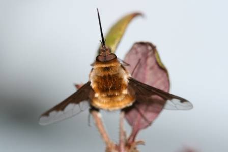 Bombylius major, the bee fly