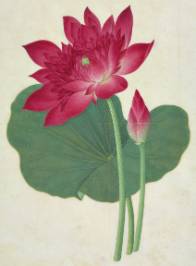 sacred-lotus-950.jpg