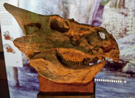 protoceratops-skull-1000.jpg