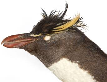 rockfeller-penguin-1000-2.jpg