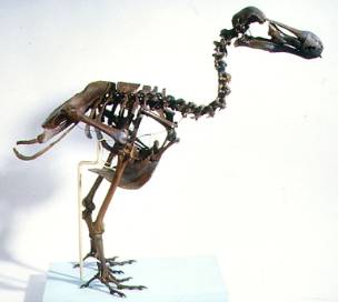 dodo-skeleton-flipped.jpg