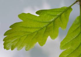 oak-leaf-2.jpg