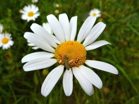 bug-white-flower.jpg