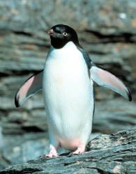 adelie-penguin-1000.jpg