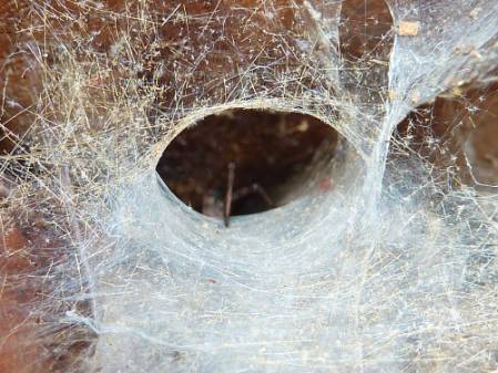 spider-web-1000.jpg