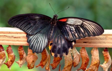 dual-sex-butterfly.jpg