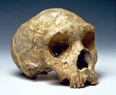 skull-NaturalHistoryMuseum_011896_IA-1000.jpg