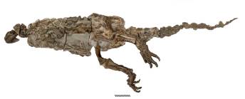 Scelidosaurus---science-uncovered-1000.jpg