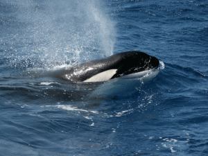 killer whale.php