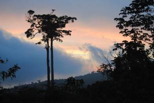 20120131-Costa-Rica-Valley-of-Silence-copyright-Natural-History-Museum.jpg