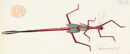 Watling-stick-insect-1200.jpg