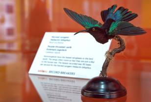 hummingbird-1000.jpg