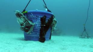 basket-underwater.jpg