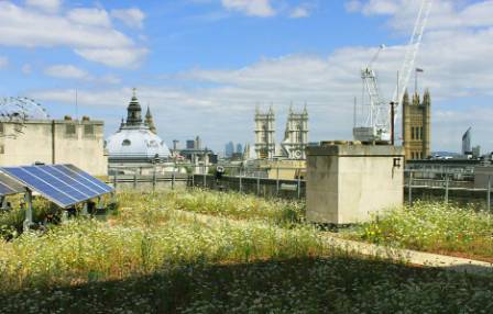 TFL-roof-by-green-roof-consultancy-2.jpg