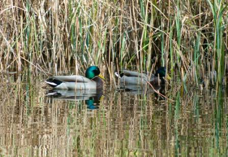 wildlife-garden-ducks-pond.jpg
