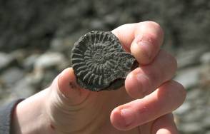Ammonites-are-common-on-the-Jurassic-beaches-fossil-find-1000.jpg