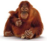 orangutan-image-300.jpg