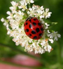 ladybird-1000-crop.jpg