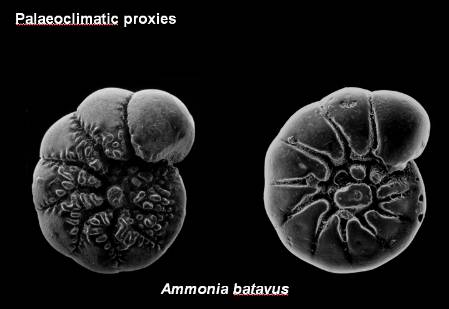 Ammonia_batavus_Palaeoclimate.jpg