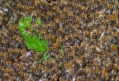 Bee-Swarm-kevin-s-garden-1000.jpg