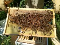 20120726-bees-on-the-comb.jpg