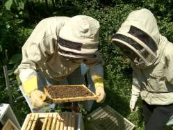 20120726-bees-on-the-comb-qais-and-helen.jpg