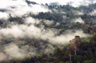 Borneo-rainforest-700x463.jpg