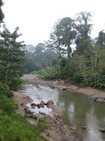 Danum Valley Conservation Area in Sabah, Borneo
