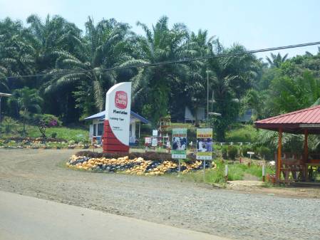 Palm-oil-plantation.jpg