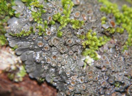 Grey-lichens.jpg