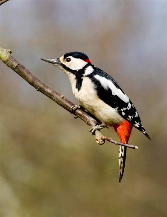 6 - great spotted woodpecker (Custom).JPG