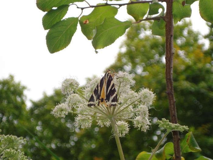 5 - Jersey tiger moth -Jo Manning (Custom).JPG