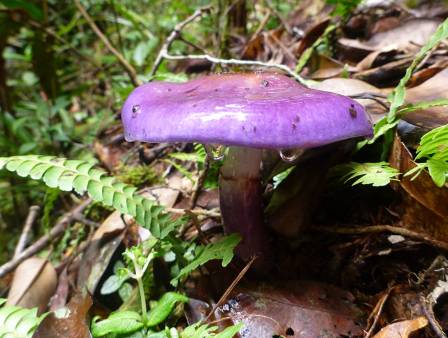 Purple-fungi.jpg