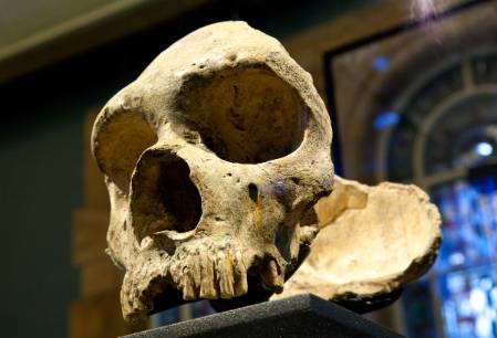 neanderthal-1200.jpg