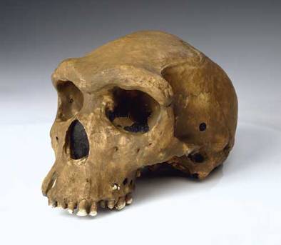 Homo heidelbergensis.jpg