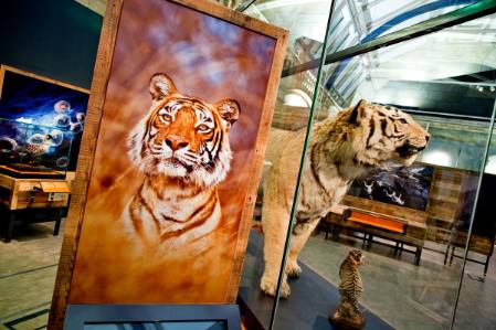 tiger-display-1200.jpg