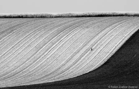 hare-in-landscape-1500.jpg
