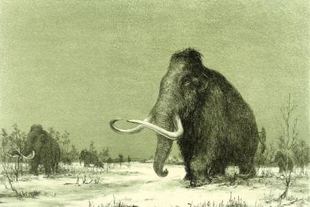 Mammoth 1.jpg