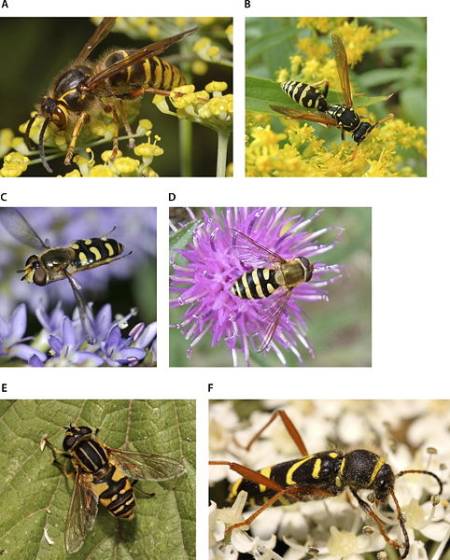 482px-Wasp_mimicry.jpg