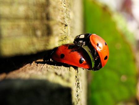 mating-ladybird-beetles-creative-commons-copyright-nutmeg66.jpg