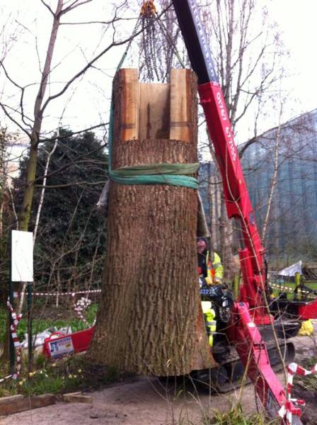 3. IMG_2308 tree trunk getting nearer (Custom).JPG