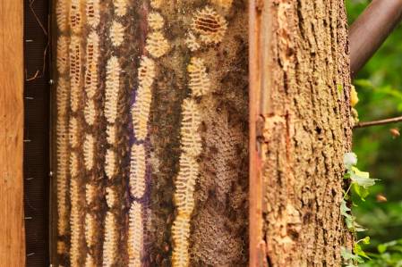 honey bee tree_006 (Custom).JPG
