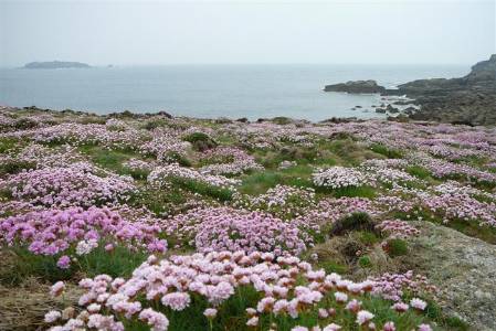 2-scilly-flora-coast (Custom).jpg