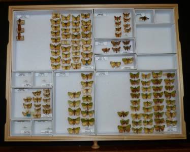 Limacodidae drawers.jpg