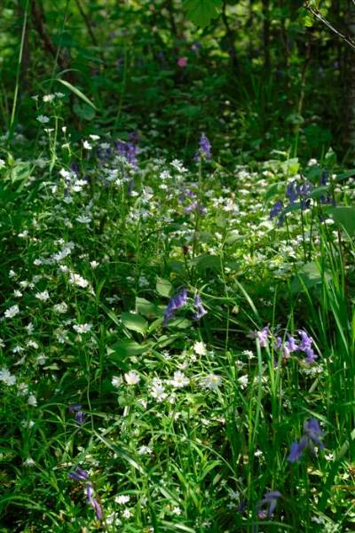 woodland floor - bluebells and stitchwort (Custom).JPG